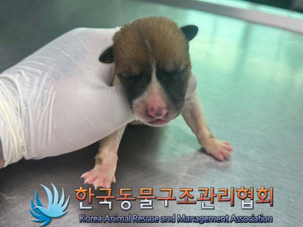 종료(자연사) 믹스…